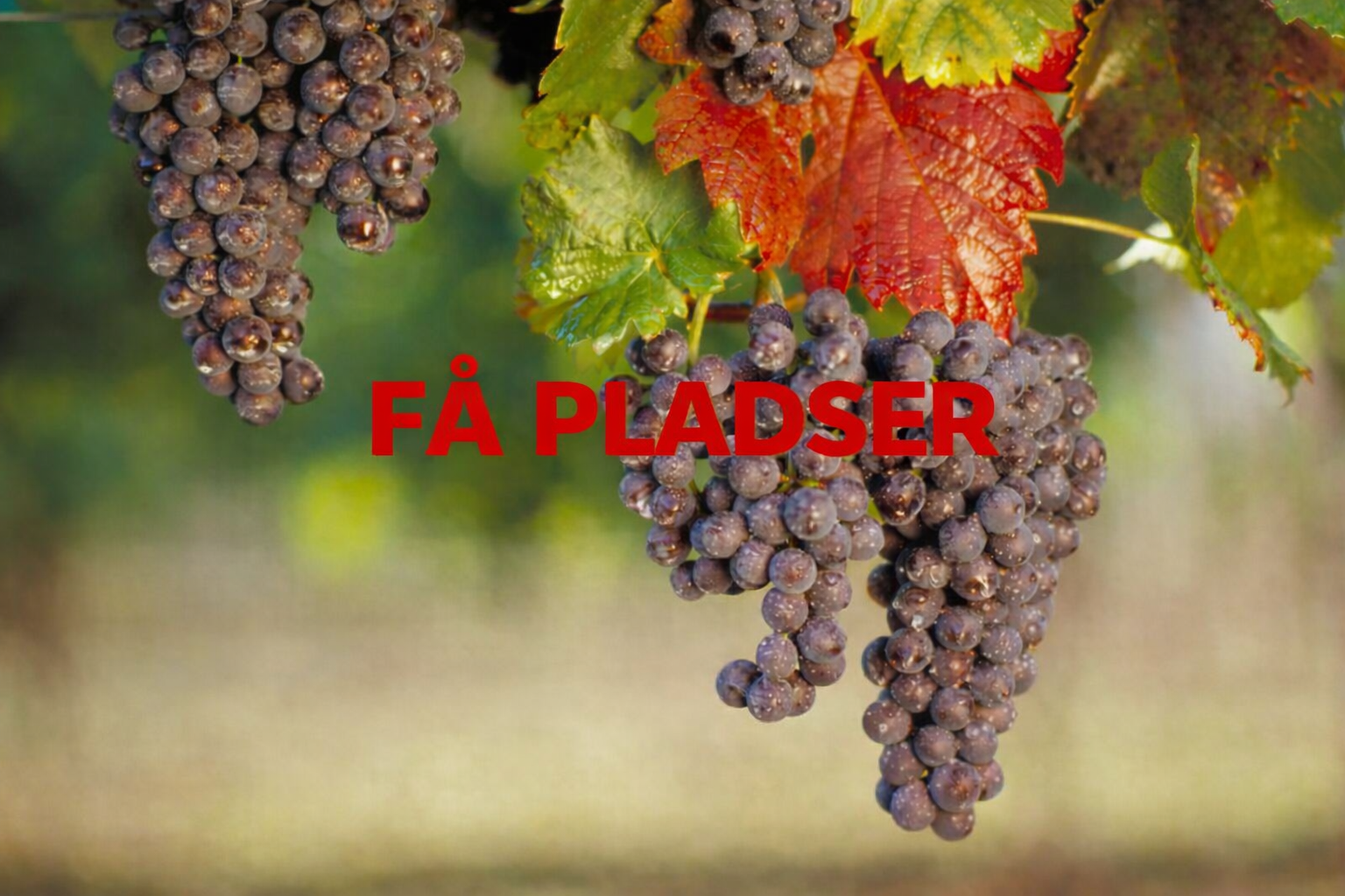 Lær alt om Pinot Noir (april) FÅ PLADSER