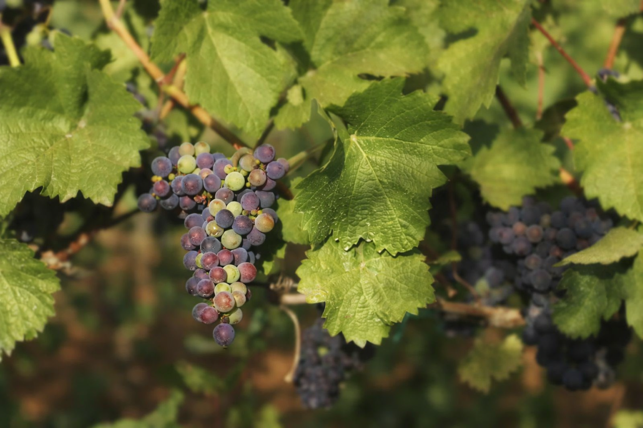 Meet the Pinots – en guide til Pinot-familien