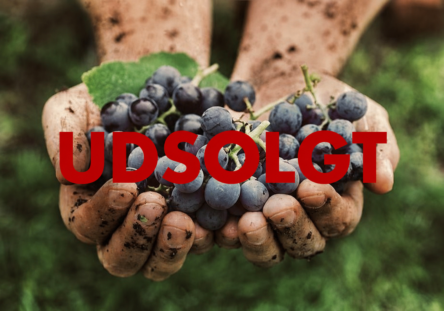 Lær alt om øko-, bio og naturvin UDSOLGT