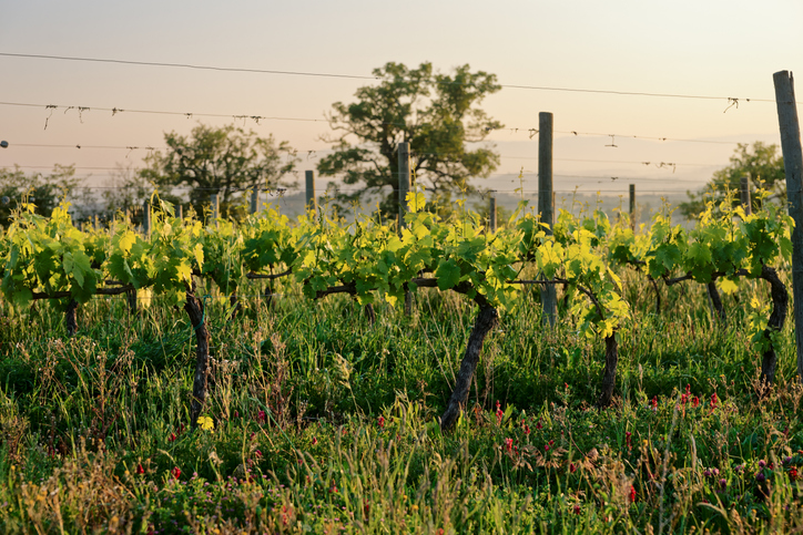 Hvad er økologisk, biodynamisk og naturvin?