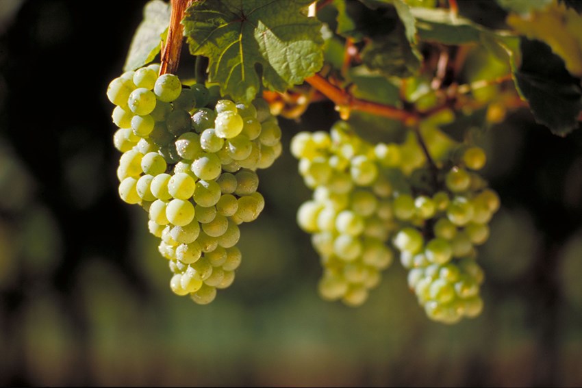 Lær alt om riesling (februar)