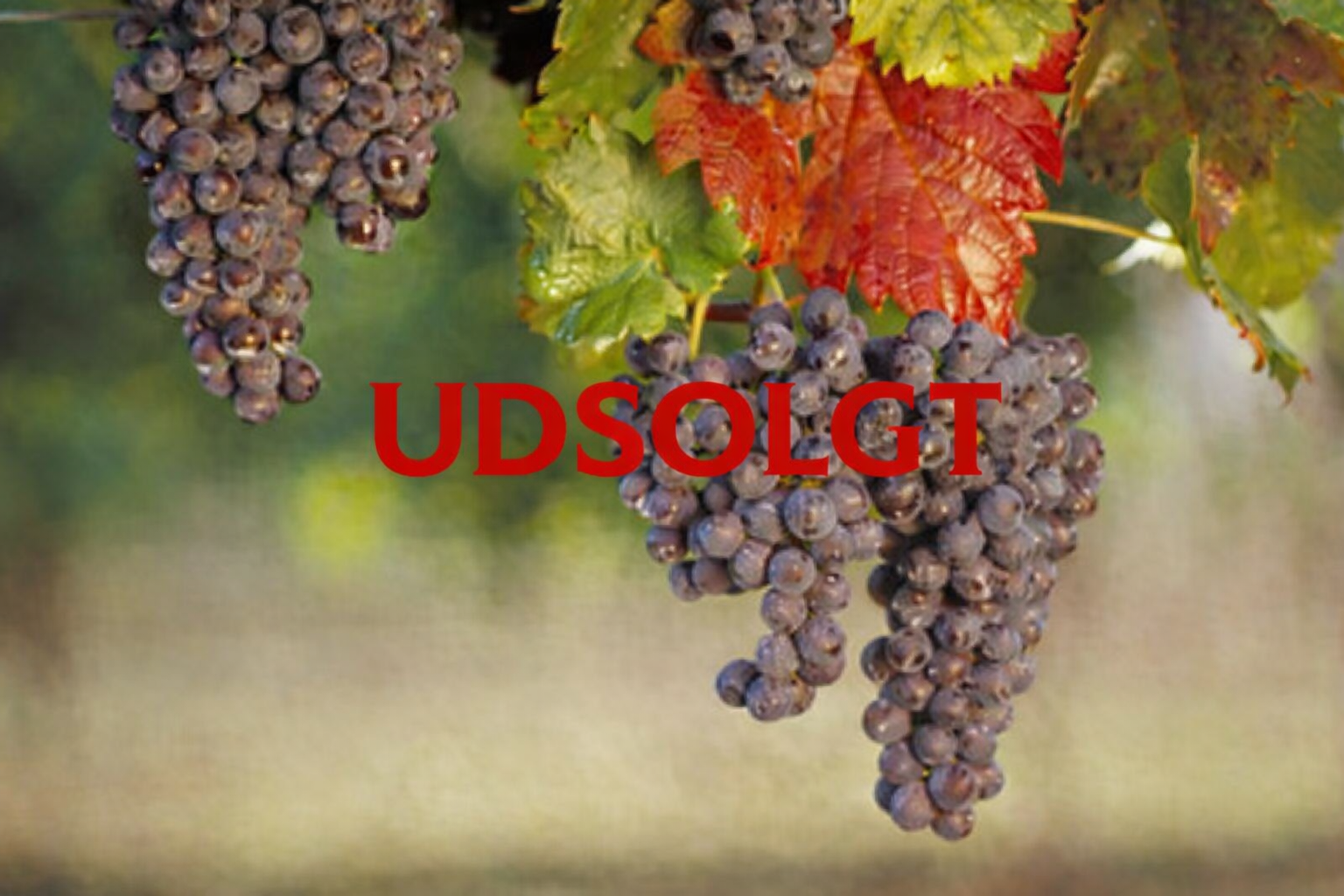 Lær alt om Pinot Noir (april) FÅ PLADSER