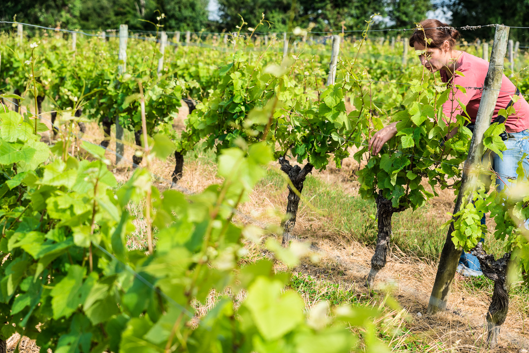 Loire: Vinene fra Muscadet Sèvre-et-Maine