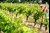 Loire: Vinene fra Muscadet Sèvre-et-Maine