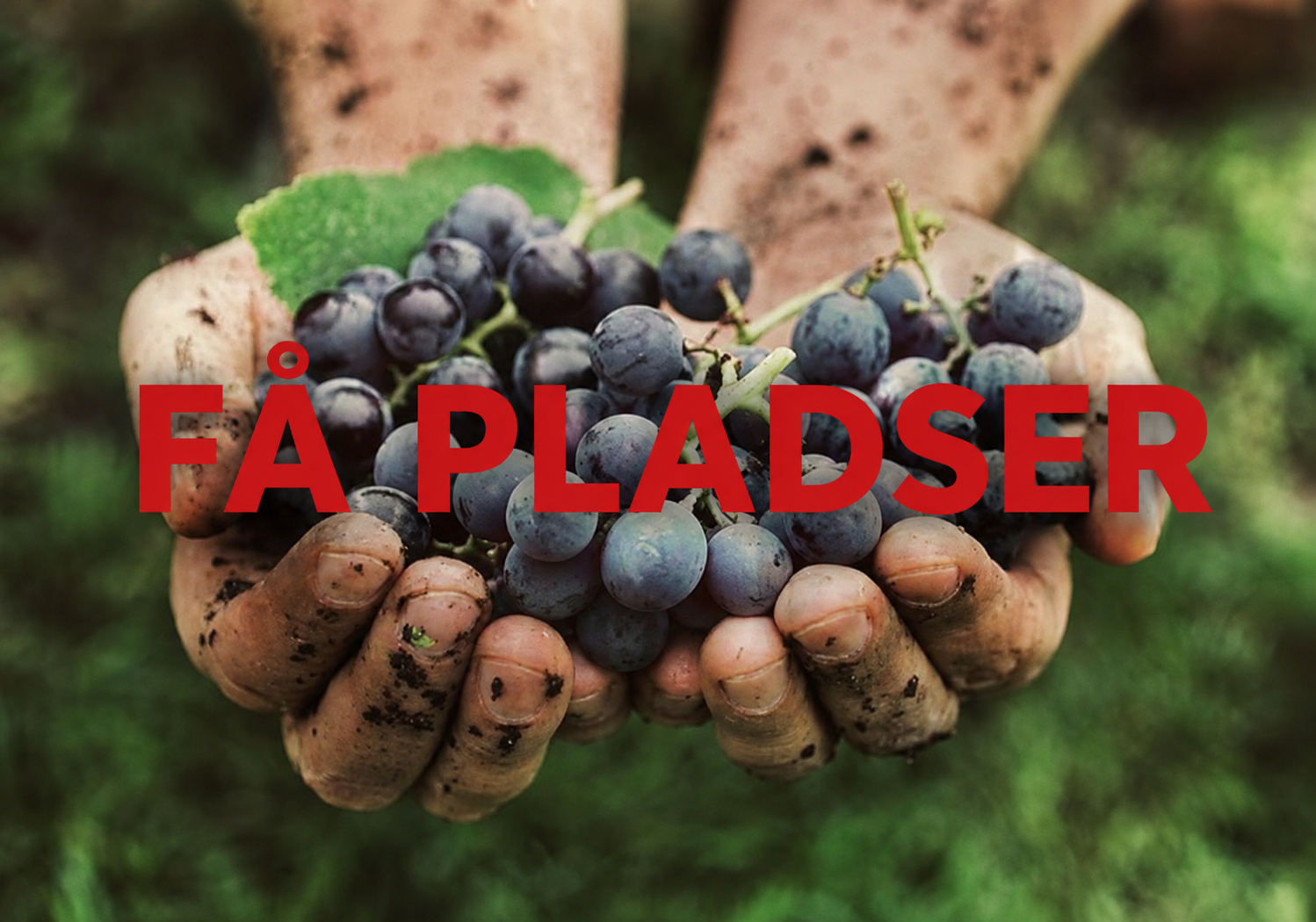 Lær alt om øko-, bio og naturvin FÅ PLADSER