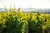 Loire: Vinene fra Menetou-Salon